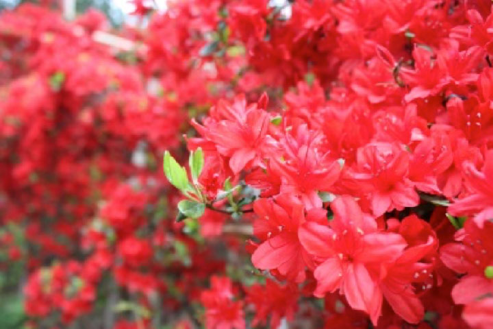 のとキリシマツツジ