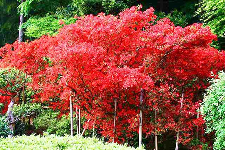 のとキリシマツツジ