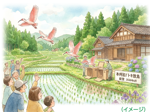 トキの放鳥イメージ